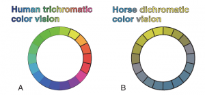 Farbwahrnehmung des Pferdes