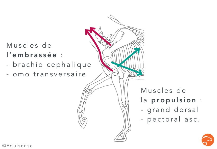 Les muscles de l'embrassée sur le membre antérieur ou l'avant-main du cheval