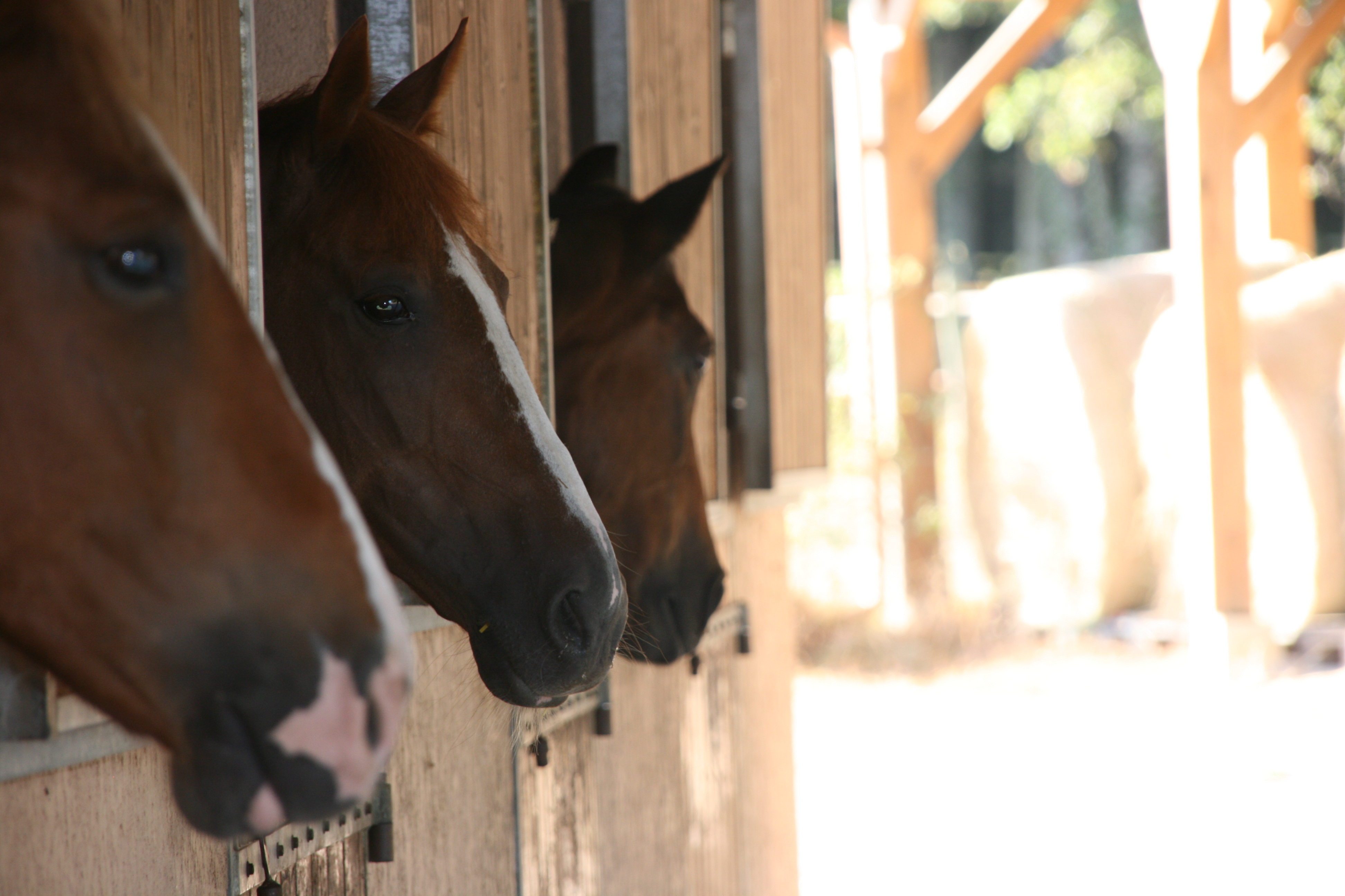 La Notion De Budget Temps Que Fait Votre Cheval Quand Vous N Etes Pas La Equisense Blog