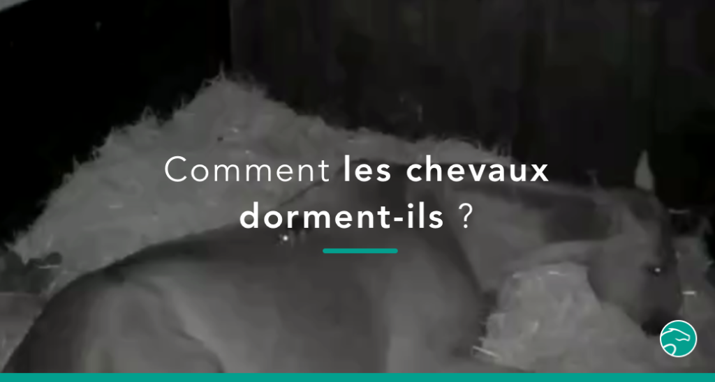 A quoi ressemble le sommeil chez le cheval ? 2 min pour savoir comment dort un cheval