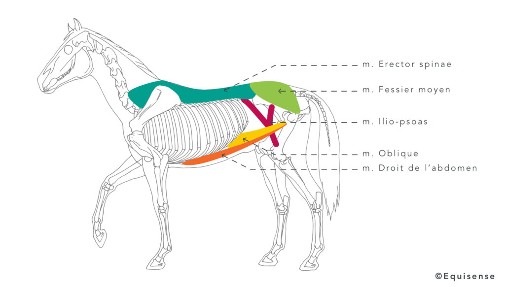 muscles composant les chaines ventrales et dorsales du dos du cheval