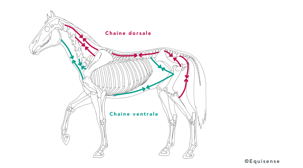 chaines musculaires du dos du cheval
