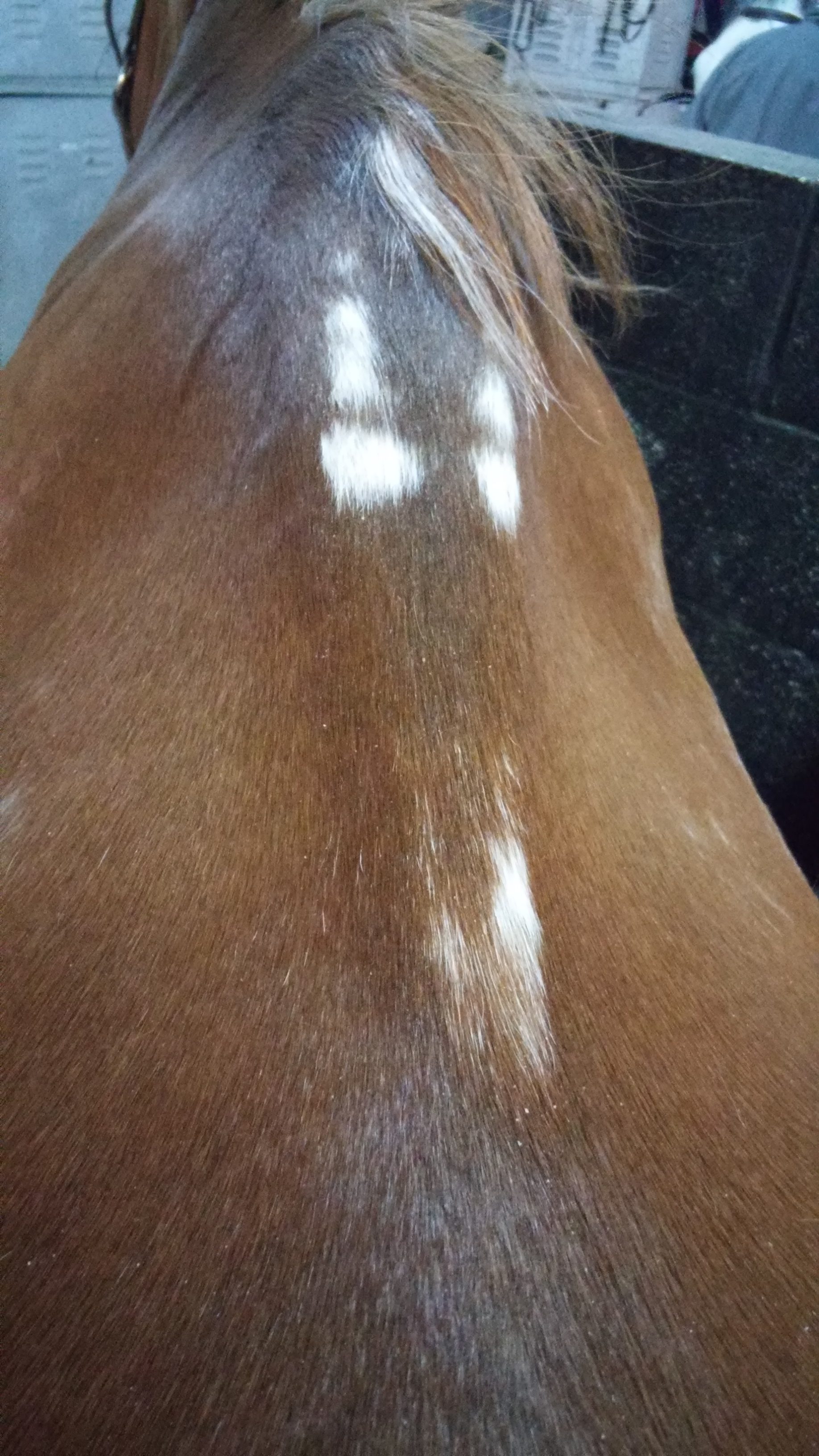 How Your Saddle is Keeping You from Improving Equisense Blog