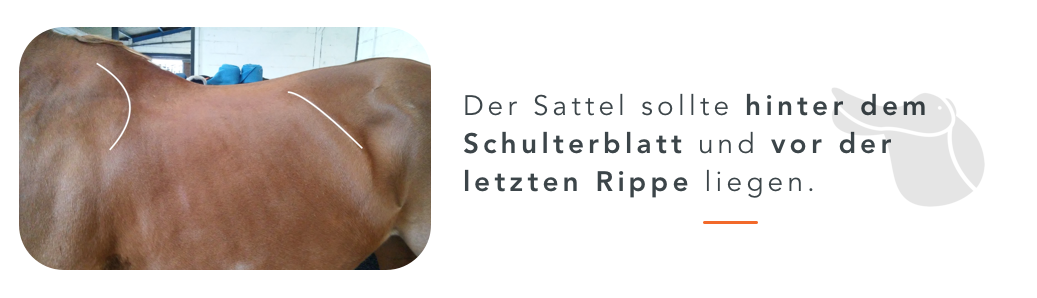 Mit dem richtigen Sattel zum Erfolg | Equisense - Blog