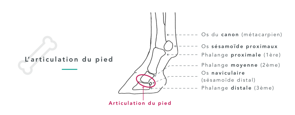 Schéma de l'articulation du pied du cheval pour l'arthrose