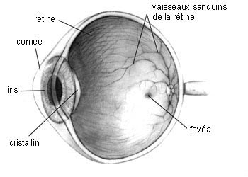 anatomie oeil humain