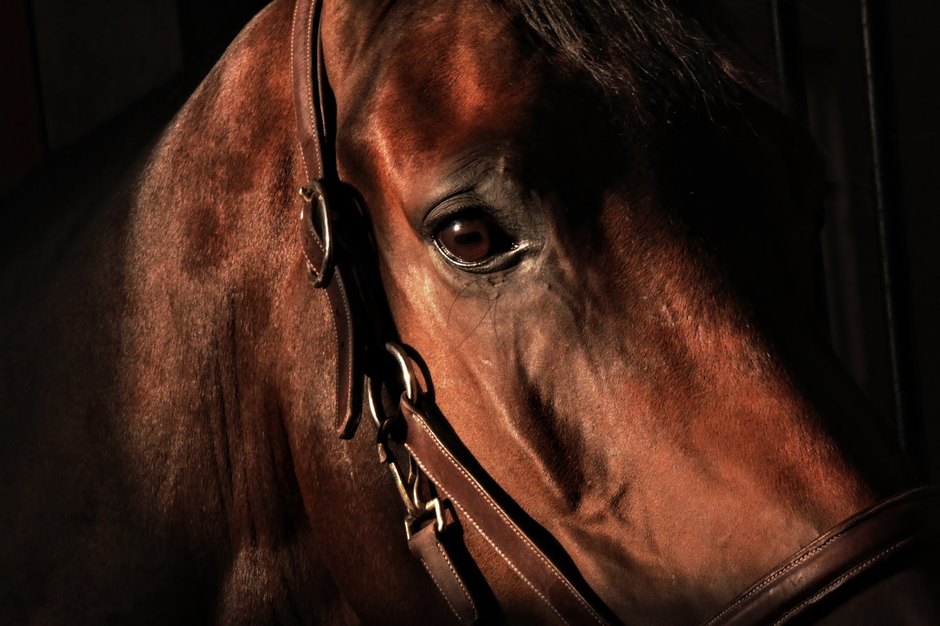 More than Meets the Eye - Understanding Equine Vision