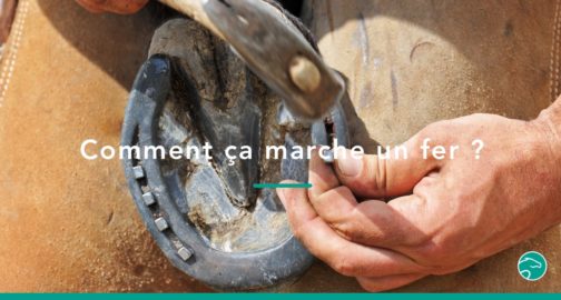 Tout savoir sur la ferrure chez le cheval | Equisense - Blog