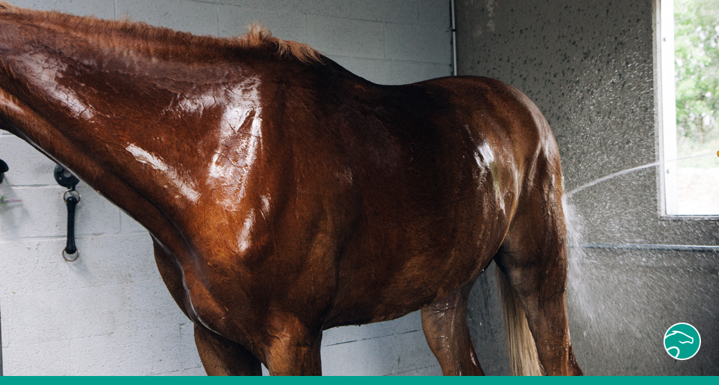 How to react if your horse sweats and is dehydrated | Equisense - Blog