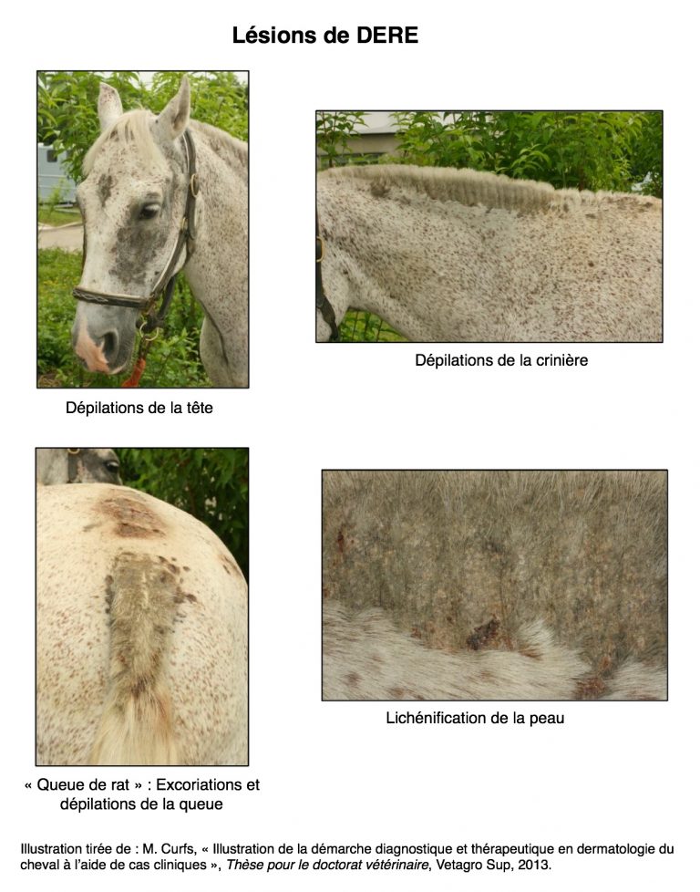 Les 6 choses à savoir sur la dermite estivale chez le cheval Equisense Blog Les 6 choses à savoir sur la dermite estivale chez le cheval Equisense Blog