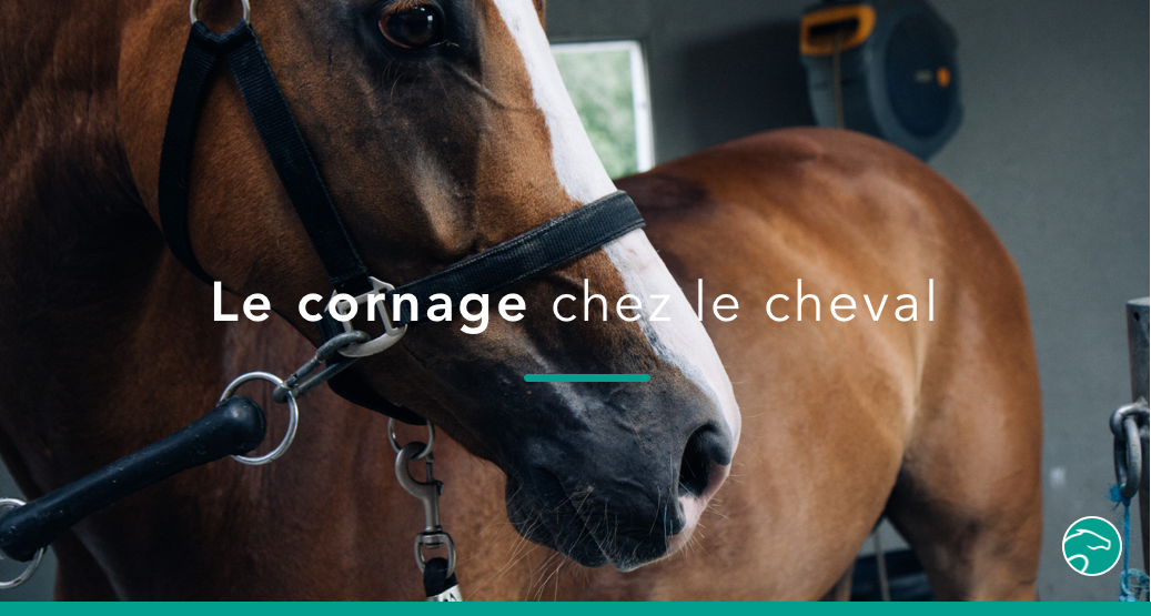 Les 7 Choses A Retenir Sur Le Cornage Chez Le Cheval Equisense Blog