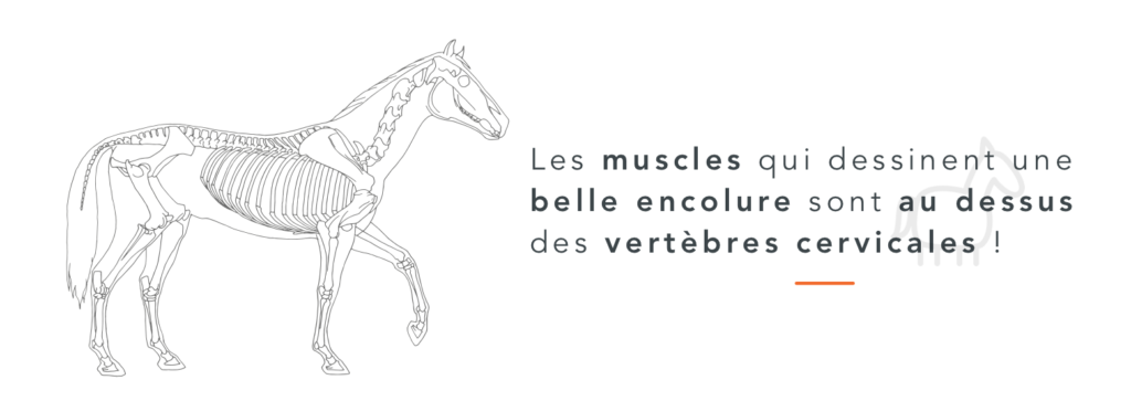 muscles encolure cheval musculation de l'encolure