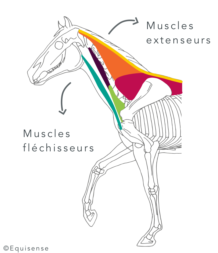 muscles encolure cheval musculation de l'encolure