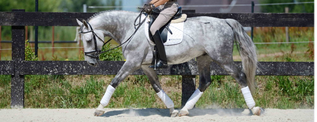 muscles encolure cheval musculation de l'encolure