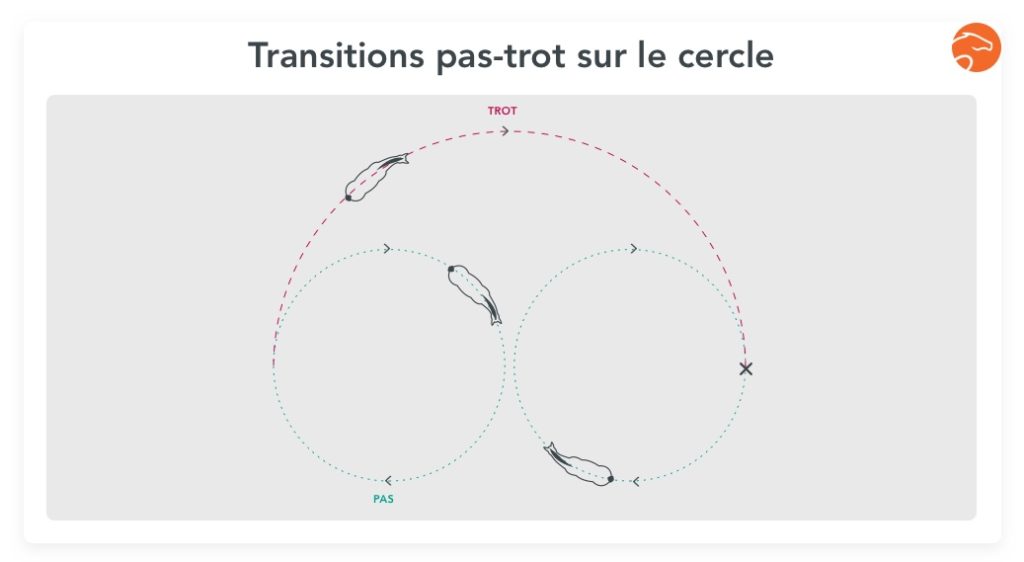 exercice propulsion transition pas trot