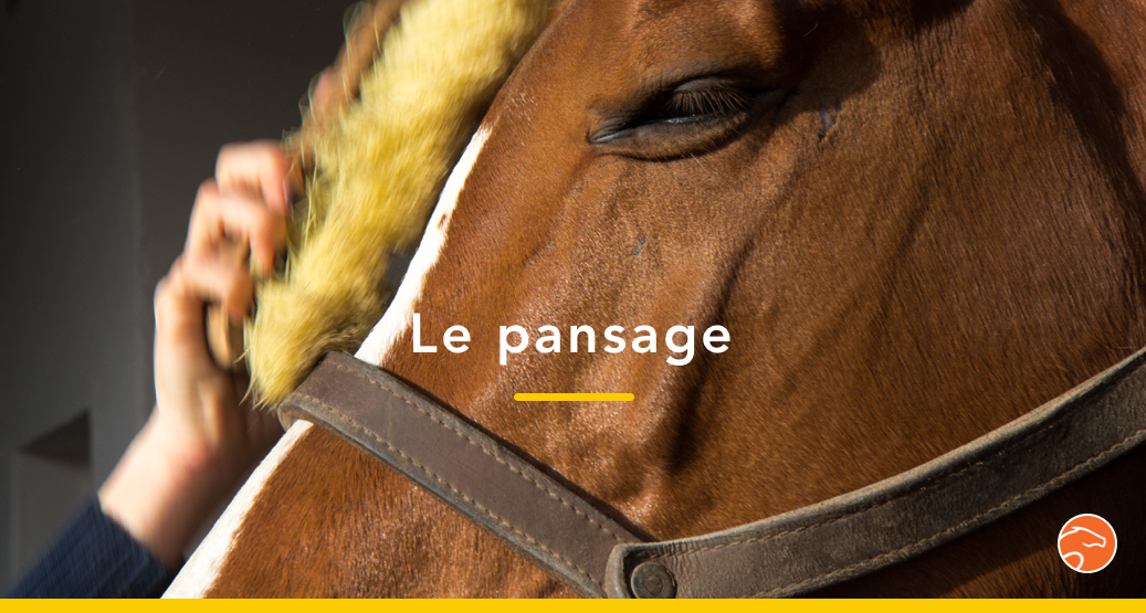 Serait Il Possible Que Les Chevaux N Aiment Pas Le Pansage Equisense Blog