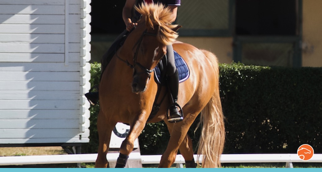 A Quoi Sert Les Fer A Cheval Les 4 étapes d'une bonne détente à cheval | Equisense - Blog