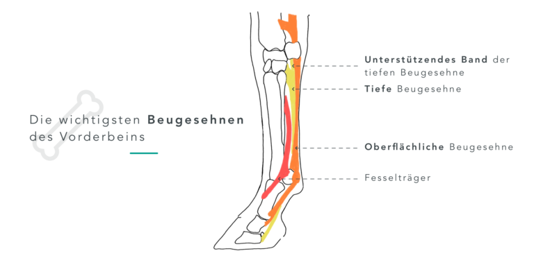 Gleichbein Pferd Löst Sich Auf blog.equisense.com