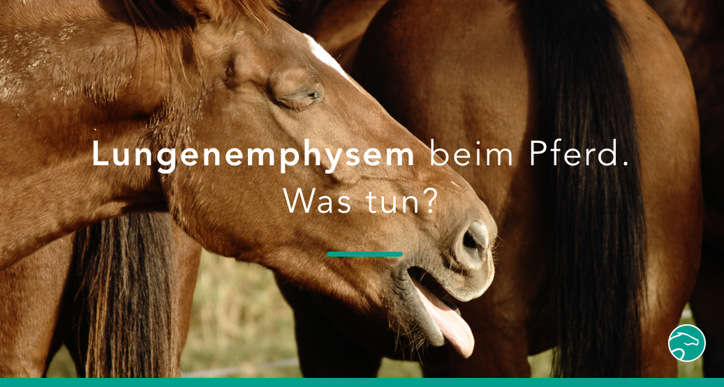 Lungenemphysem beim Pferd