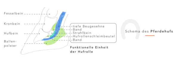 Hufeisen 10 Fakten Zum Hufbeschlag Equisense Blog hufeisen-10-fakten-zum-hufbeschlag-equisense-blog