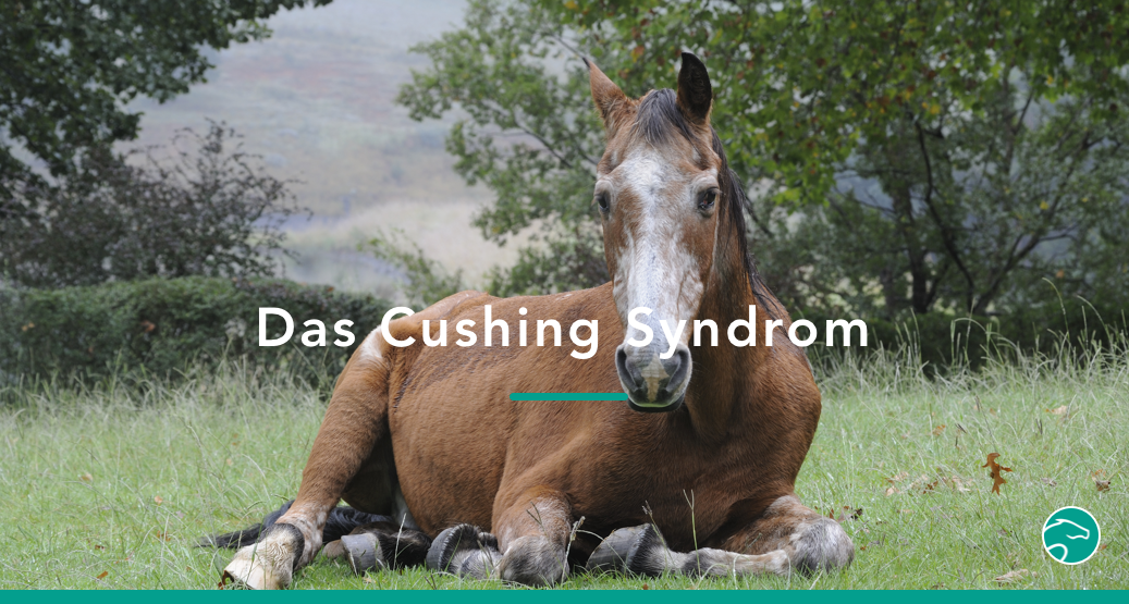 Cushing Syndrom beim Pferd