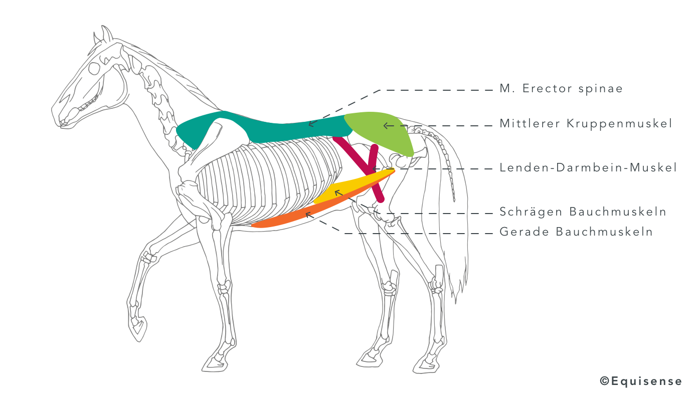 Schema der Muskulatur beim Pferd
