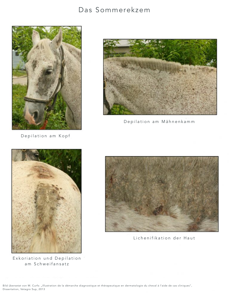 Symptome des Sommerekzems beim Pferd