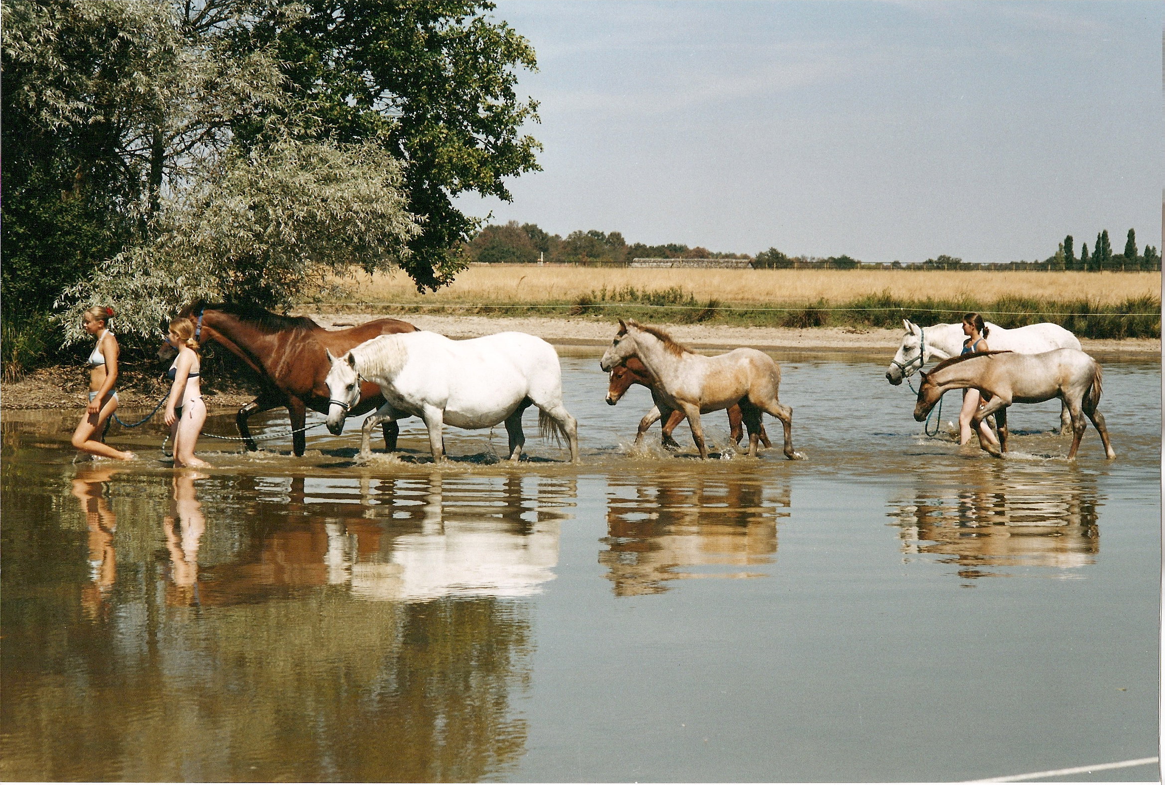 foal weaning