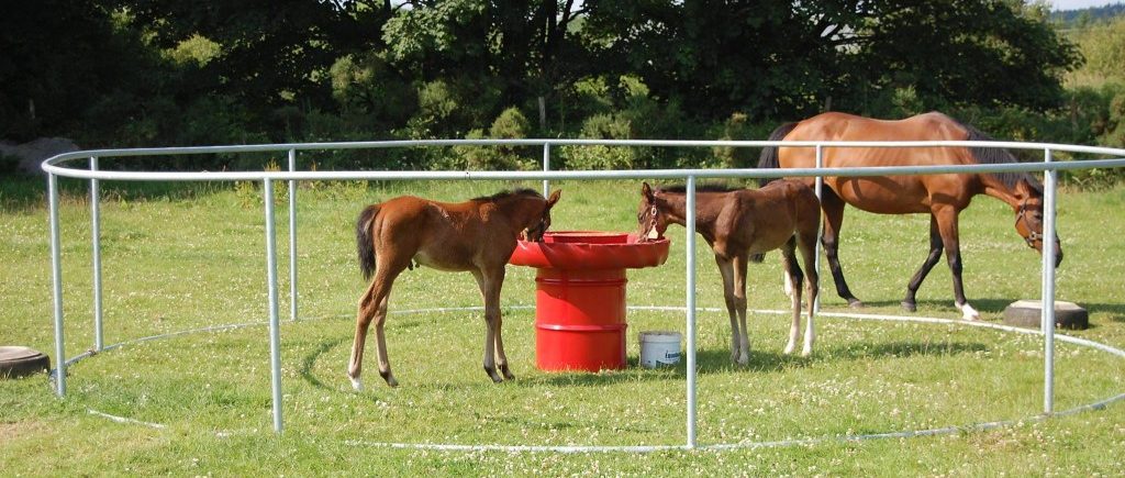 foal weaning