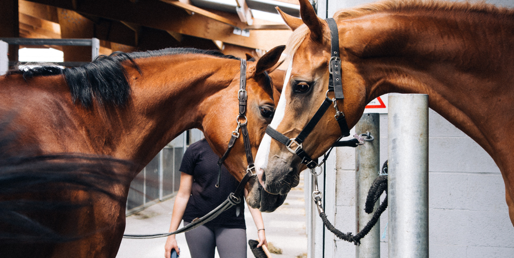 mettre son cheval en pâture