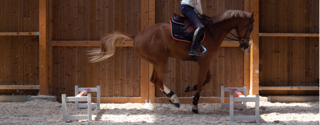 programmer l'entrainement de son cheval programmation de l'entrainement entrainement de son cheval