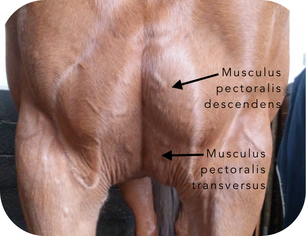 Die Brustmuskulatur beim Pferd