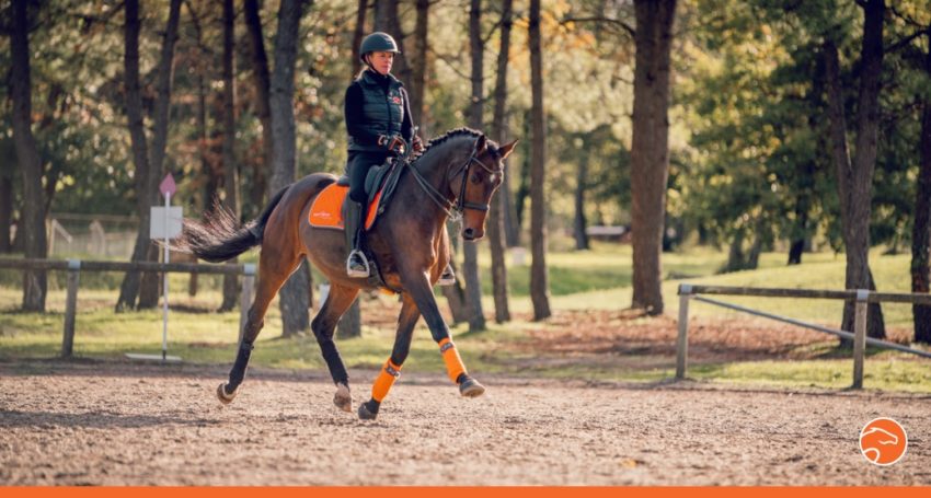 Transitions galop/trot sur le cercle - Dressage