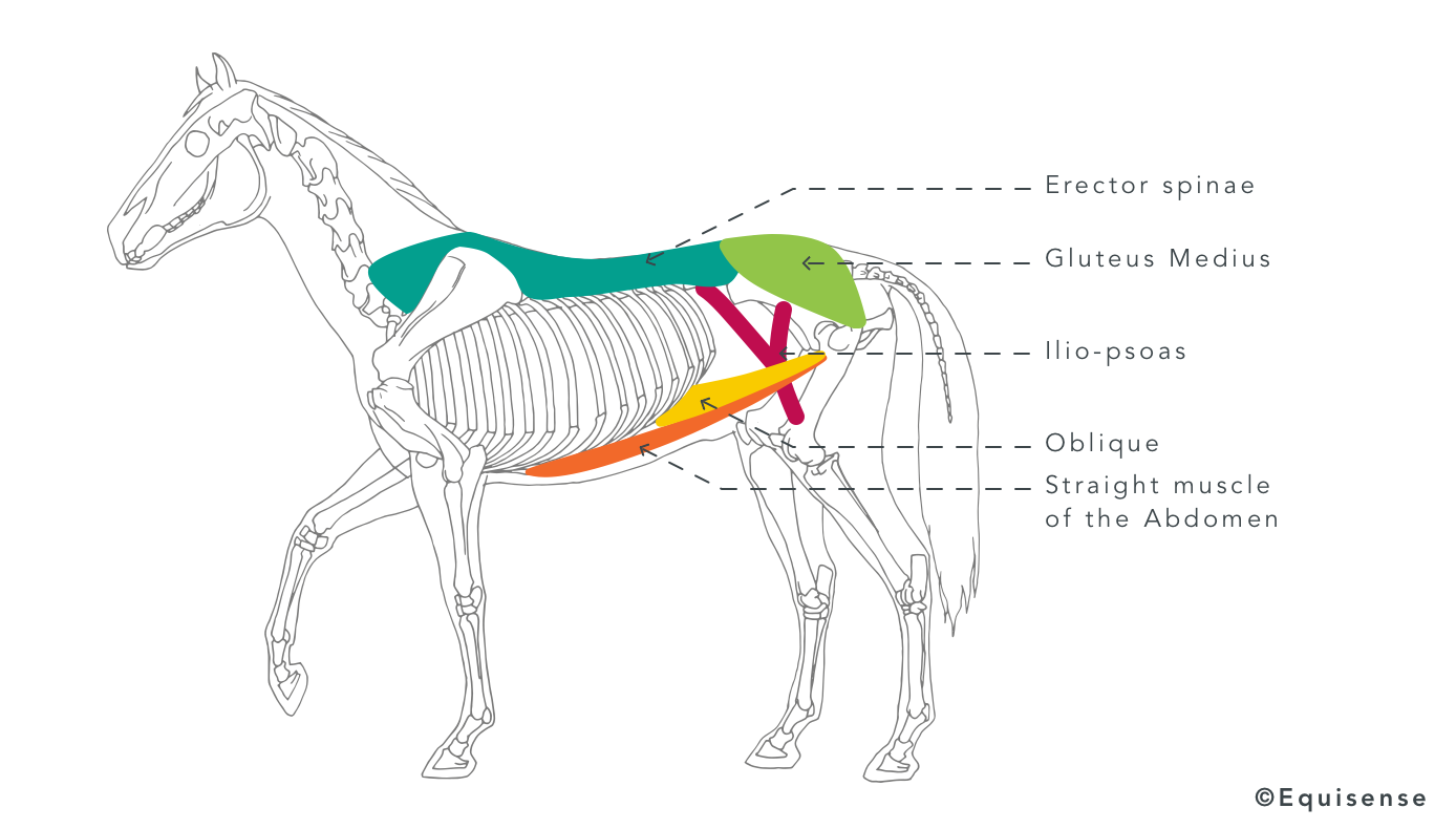 Horse's dorsal chain muscles build muscles