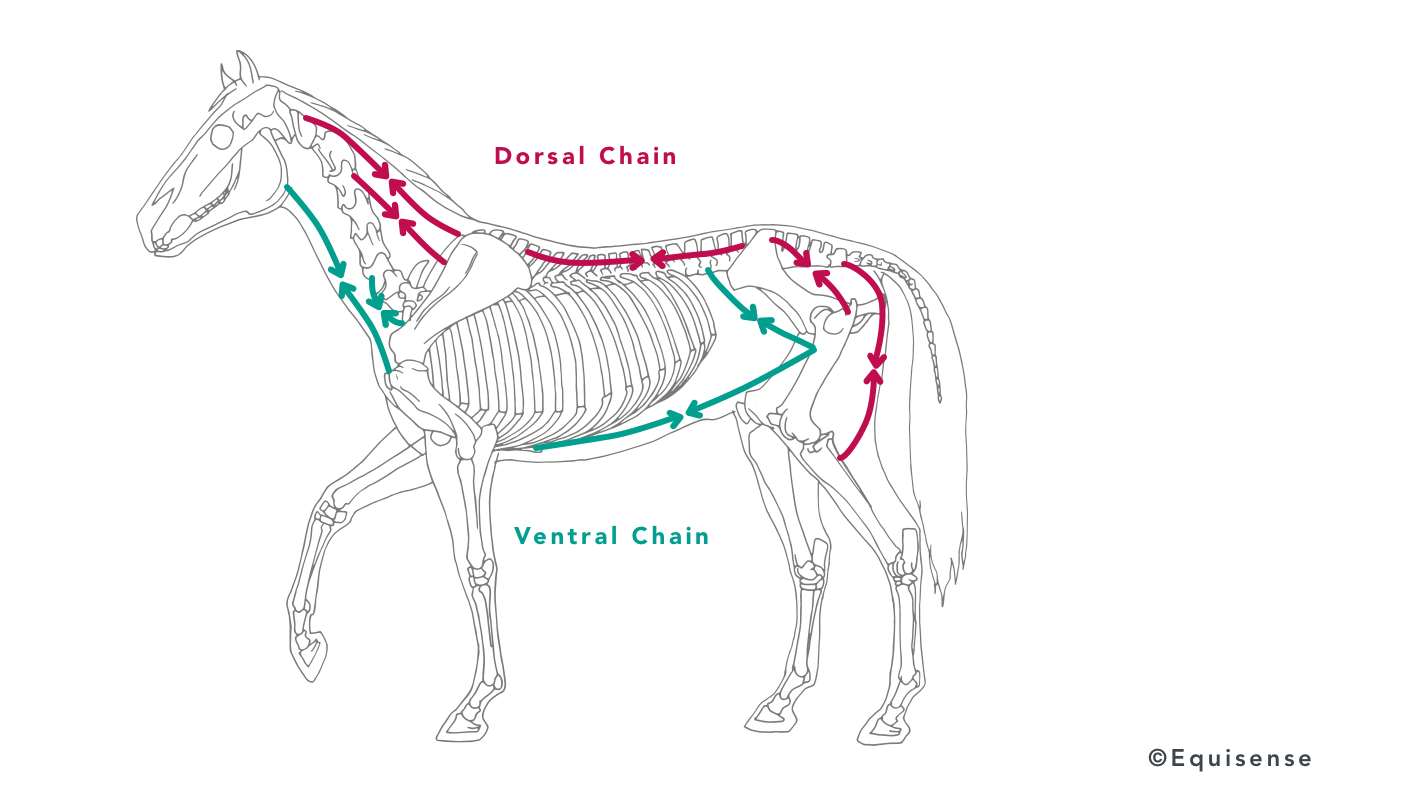 Horse build muscles muscle chains