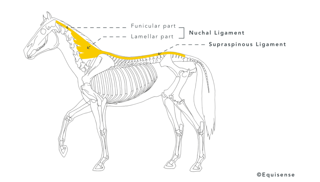 Building Neck Muscles? Piece of Cake! | Equisense - Blog