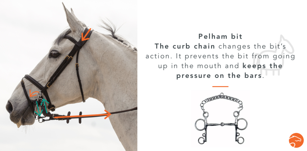 5 Minutes To Understand Bit Fitting For Your Horse | Equisense - Blog