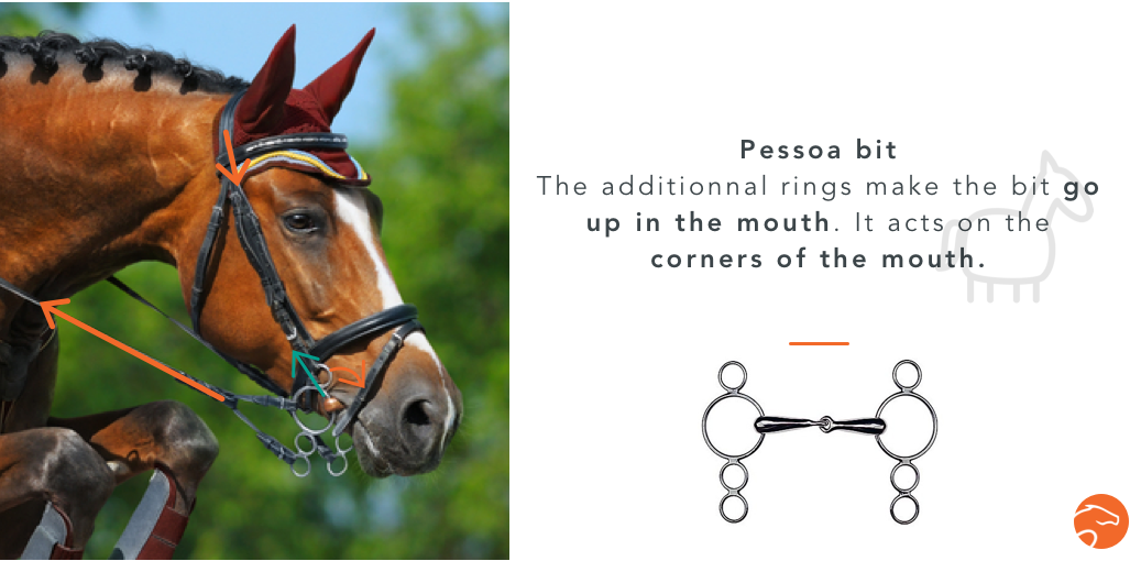 5 Minutes to Understand Bit fitting for your Horse Equisense Blog