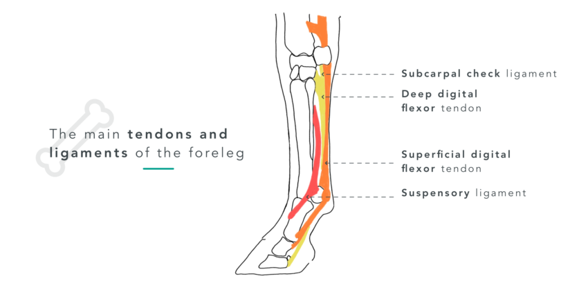 My Horse has Tendinitis, how bad is it? | Equisense - Blog