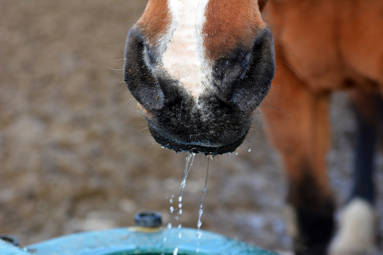 transpiration et déshydratation chez le cheval