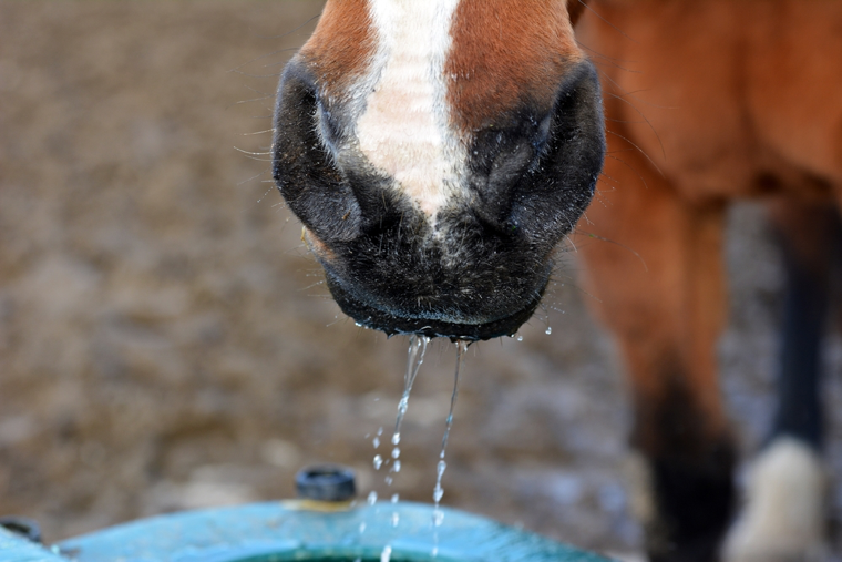 Pferd_Schwitzen_Trinken