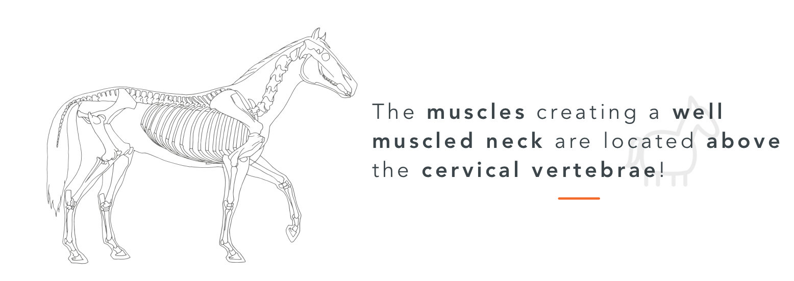 horse neck