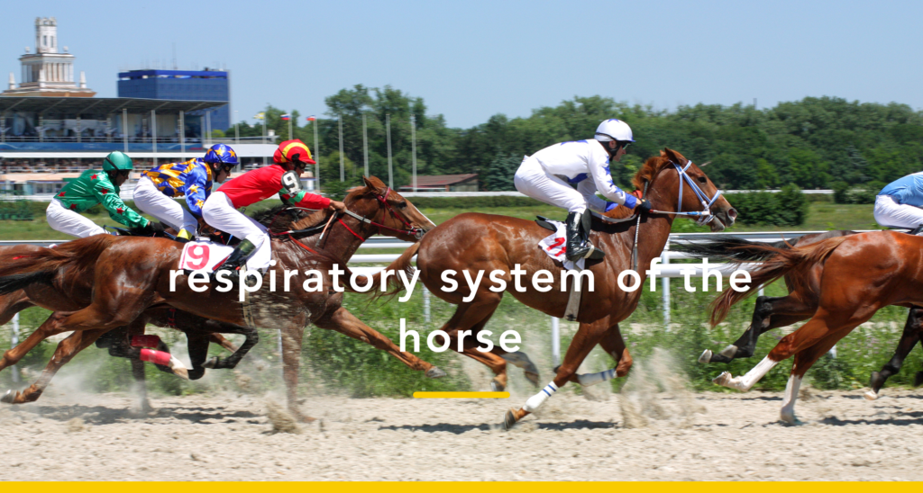 6 ‘Must Know’ Aspects of the Horse's Respiratory System Equisense Blog