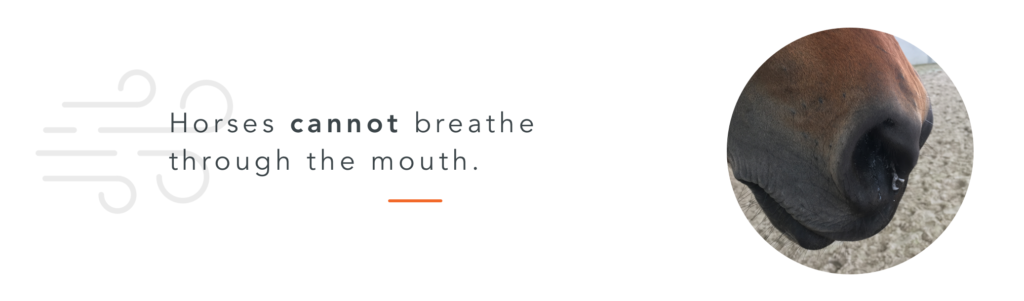 mouth_respiration respiratory system