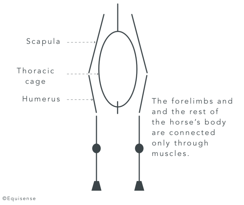 Here is how to Muscle Your Horse's Chest! Equisense Blog