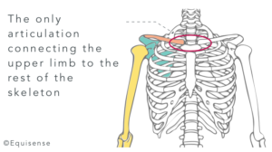 Here is how to Muscle Your Horse's Chest! | Equisense - Blog