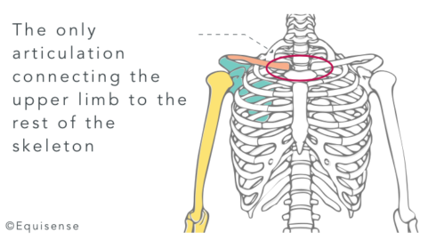 Here Is How To Muscle Your Horse's Chest! 