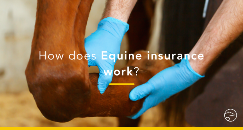 Equine_insurance