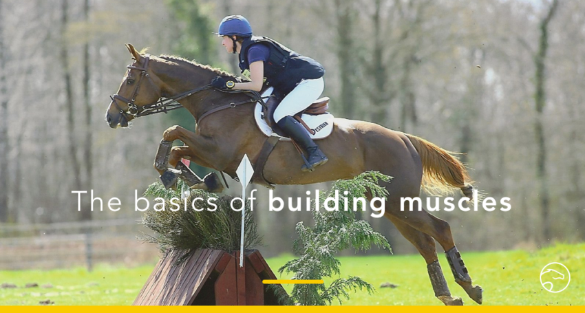 Basics of building muscles on horses