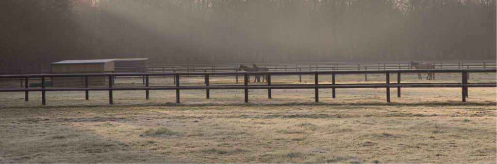 chevaux au paddock dans la brume